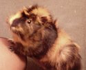 Mon petit Bambou