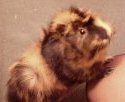 Mon petit Bambou
