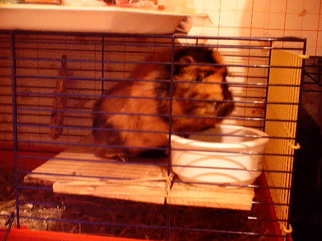 Moi dans ma cage (toujours ouverte! )